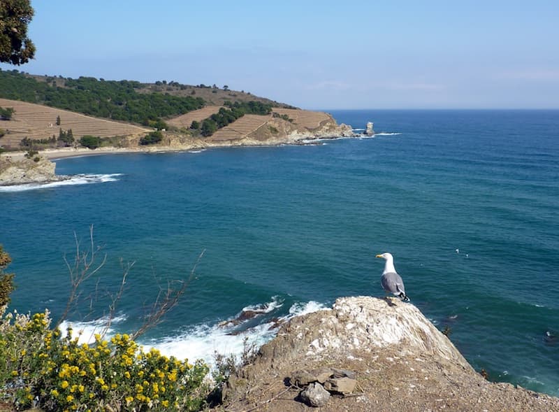 mouette.jpg
